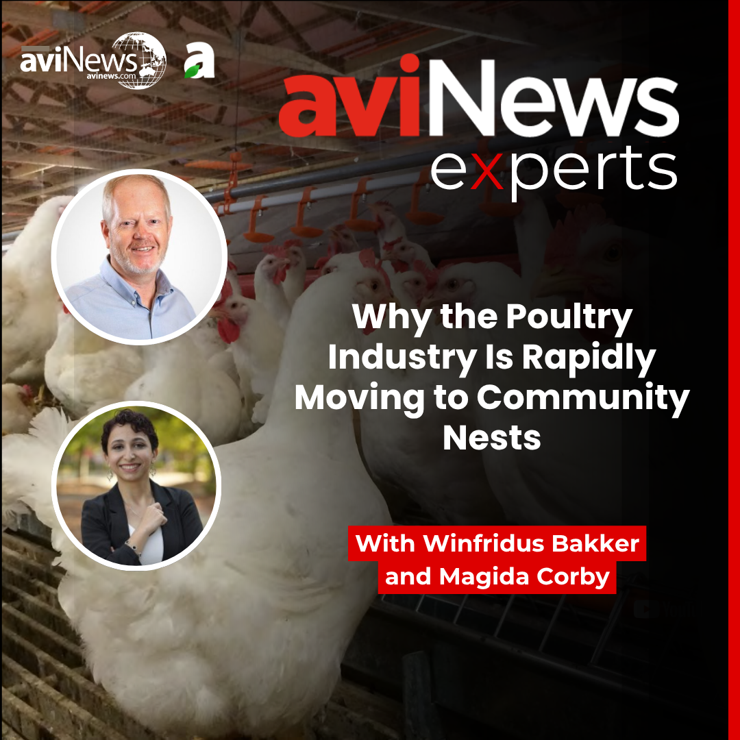Why the Poultry Industry Is Rapidly Moving to Community Nests