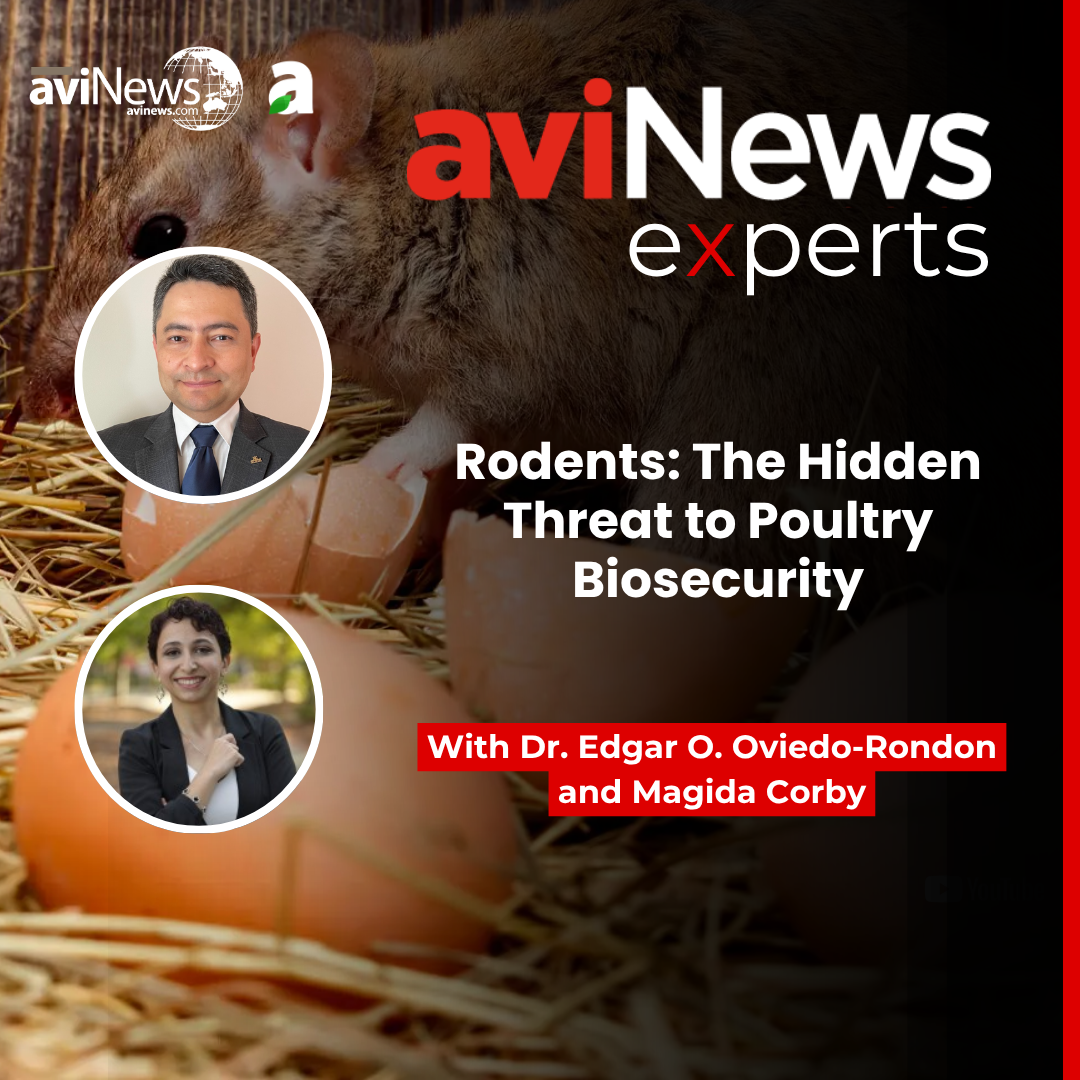 Rodents: The Hidden Threat to Poultry Biosecurity 🐀🐔