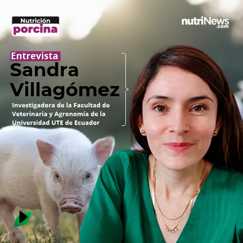 Micotoxinas en porcino: por qué no existe un “secuestrante universal”, con Sandra Villagómez